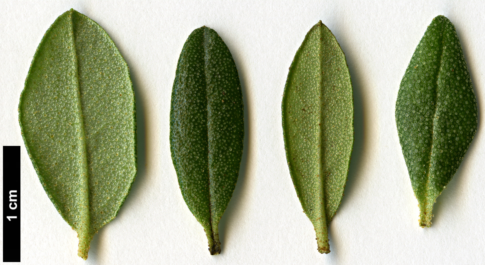 High resolution image: Family: Ericaceae - Genus: Rhododendron - Taxon: hippophaeoides - SpeciesSub: var hippophaeoides 
